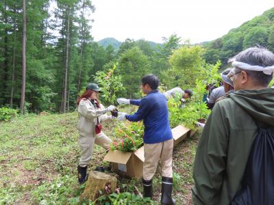 苗木受取