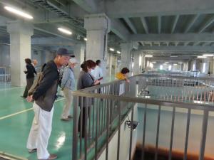 急速ろ過池を見学する参加者