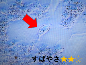 アンフィレツプス