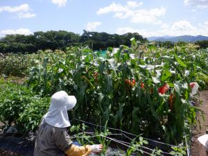 コンポスト農園