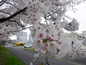 浄化センターの桜近影